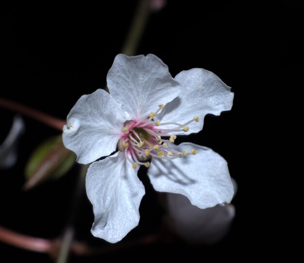 Foto amore della macrofotografia