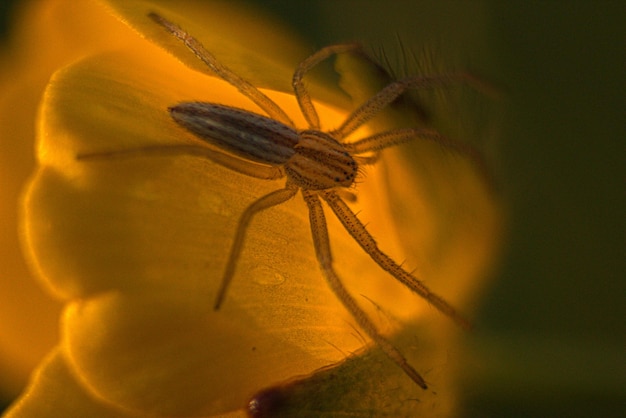 Macrophotography love