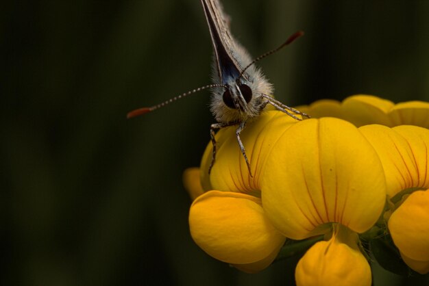 Foto amore della macrofotografia