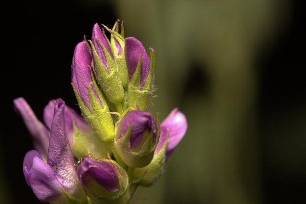 Foto amore della macrofotografia