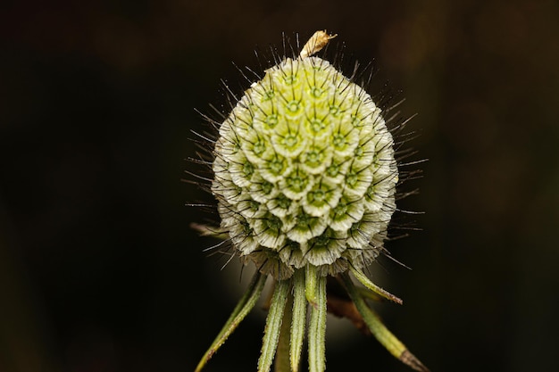 Foto amore della macrofotografia