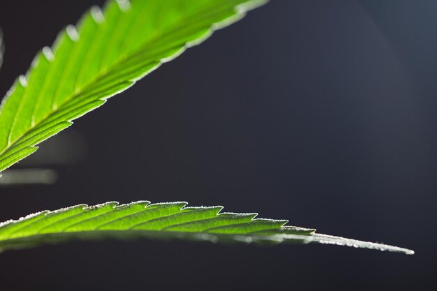 검은 배경을 가진 마리화나 잎의 매크로 사진