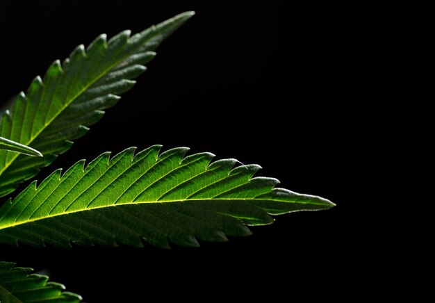 macrophotography of marijuana leaves with black background