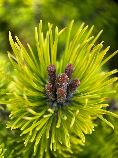 산 소나무 (Pinus mugo)의 매크로 사진입니다. 유럽 엘핀 소나무 클로즈업