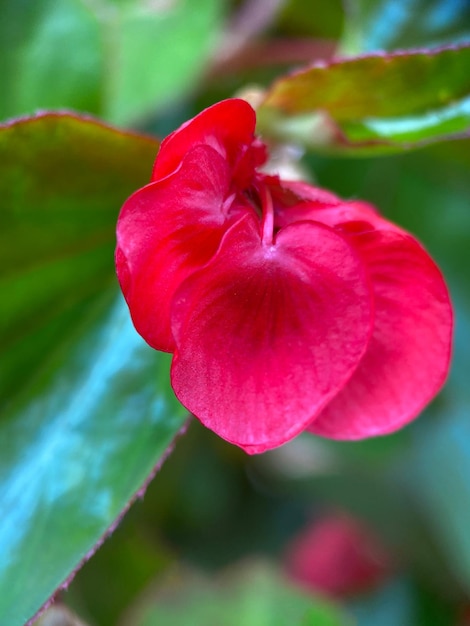 ベゴニア常咲き文化 (Begonia semperflorens) の花弁のマクロ写真