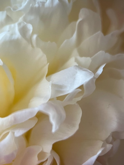 Macrophotography of the petals of the Medicinal Peony Paeonia officinalis