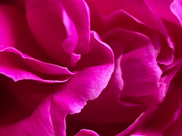 Macrophotography of the petals of the Medicinal Peony Paeonia officinalis