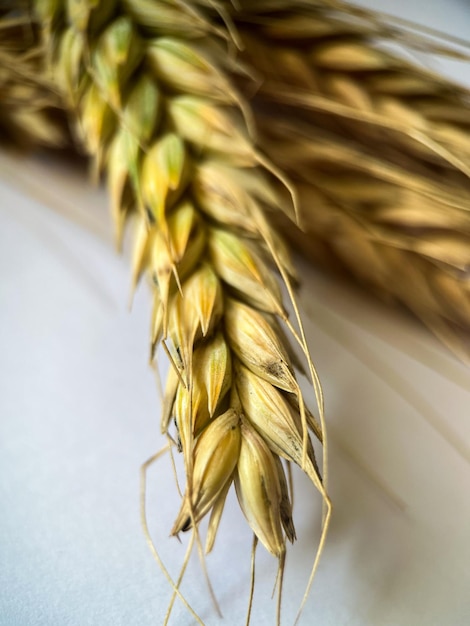 白い孤立した背景にライ麦の耳のマクロ写真。ライ麦粒のクローズアップ