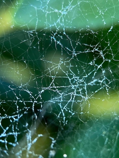 흐린 녹색 잎의 배경에 대한 거미줄의 매크로 사진