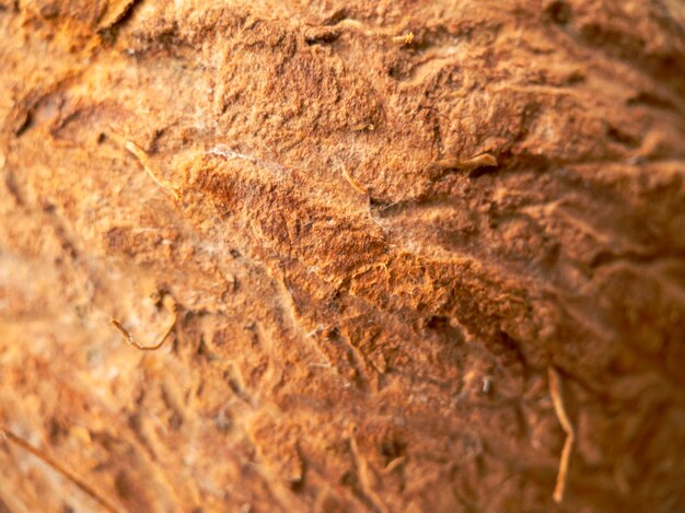 Macrophotography texture of coconut fruit.