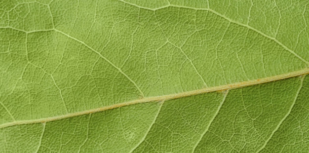 Macroschot van droge lauriertextuur. Detailopname