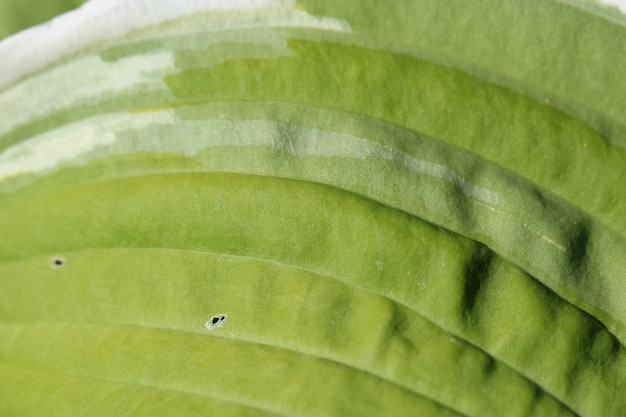 macroshoot van een groenbladige hostabloem in zonlicht