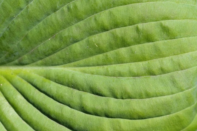 macroshoot van een groene bladhostabloem in zonlicht als een natuurlijke heldergroene achtergrond of textuur