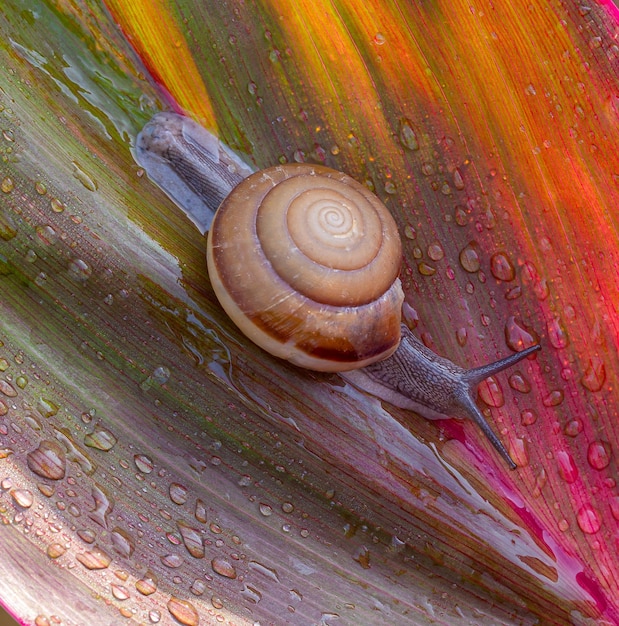 Macroslak op rood bladclose-upslak op een rood blad met een hartvormig gat