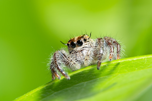 Macrospin op aard groene achtergrond