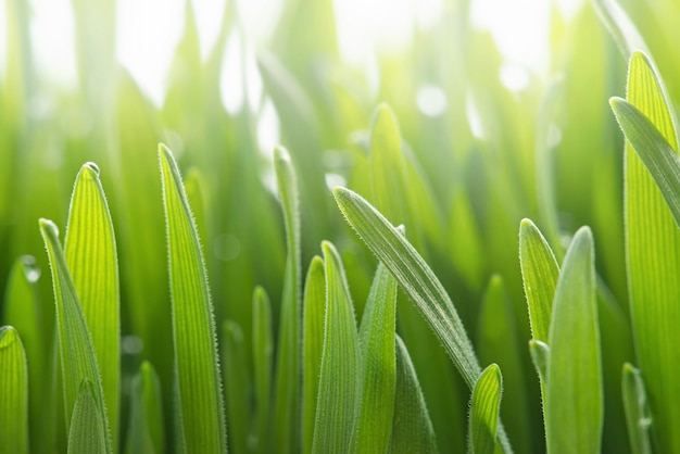 Macrotextuur van groene tarwekiemen