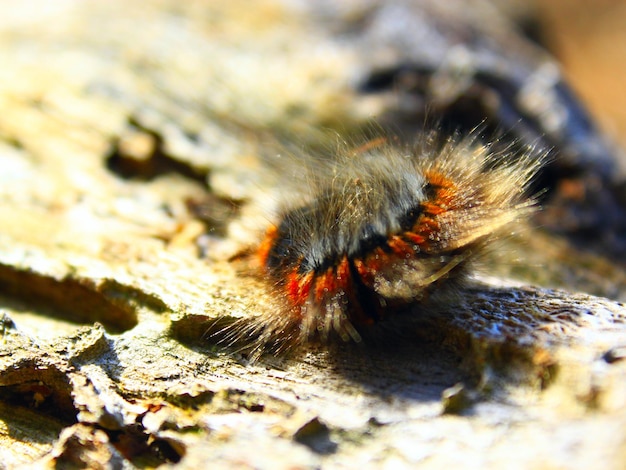 macrothylacia rubi caterpillar black with brown ribbons on the wooden bark