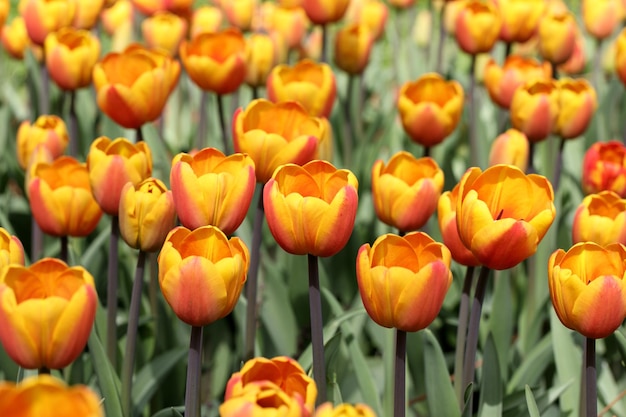 Macroveld van rode en oranje tulpen met groene bladeren