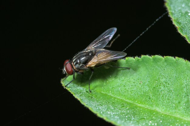 Macrovliegen op het blad