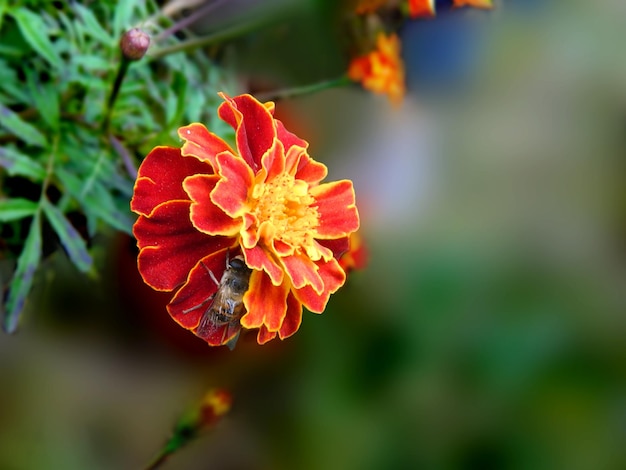 Macroweergave van de bovenste driekleurige gestreepte harige hommel