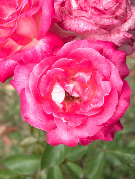 Macroweergave van een paarsroze bloem met een andere onscherpe bloem op de achtergrond en een stenen structuur op de achtergrond