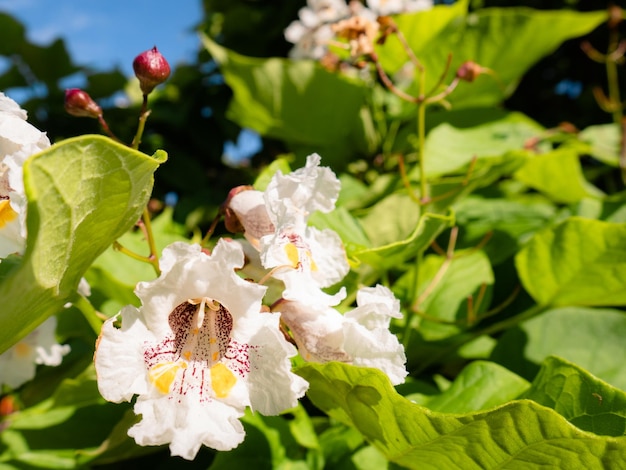 Macroweergave van een witte bloem met paarse en gele vlekken van een Catalpa-boom (catawba) omringd door groene bladeren