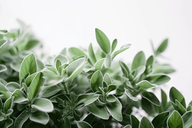 Macroweergave van groene planten tegen witte achtergrond gemaakt met generatieve ai