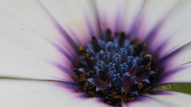 Foto macroweergave van paarse madeliefjes in het voorjaar