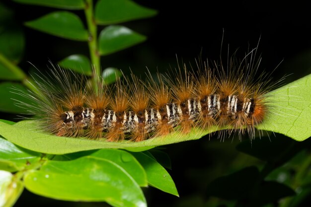 Macroworm in aard op blad