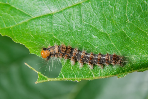 Macroworm op de plant