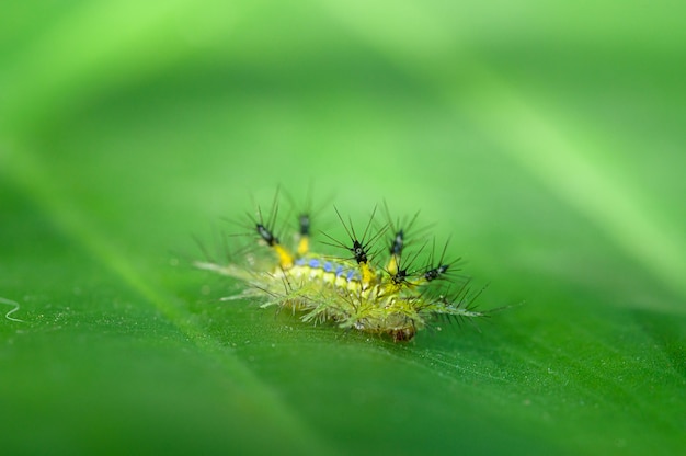 Macrowormslak groen van aard