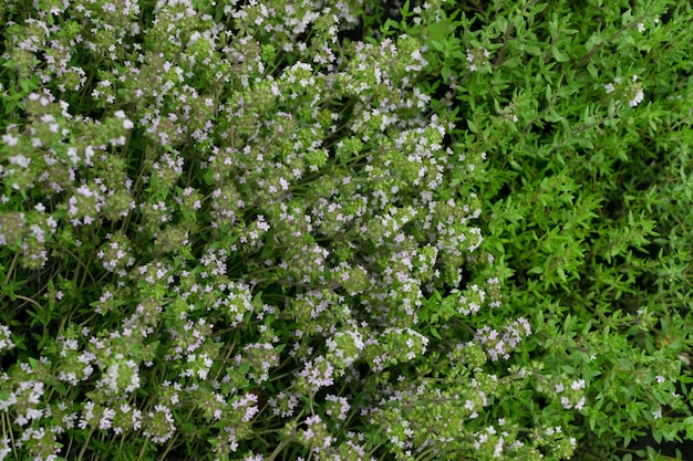 Photo macto shot of plant thyme plants and flowers in spring garden closeup with selective focus