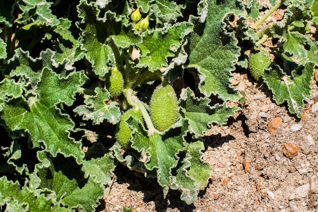 Pazzo. spruzzando cetriolo. ecballium elaterium, echinocystis lobata, echinata. una pianta annuale della famiglia delle cucurbitaceae.