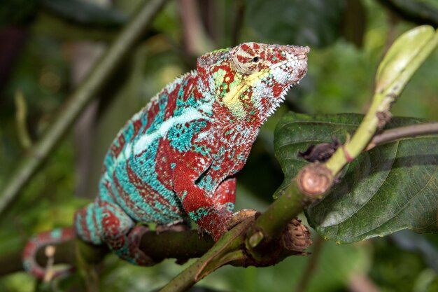 Madagascar chamaleon on a tree background