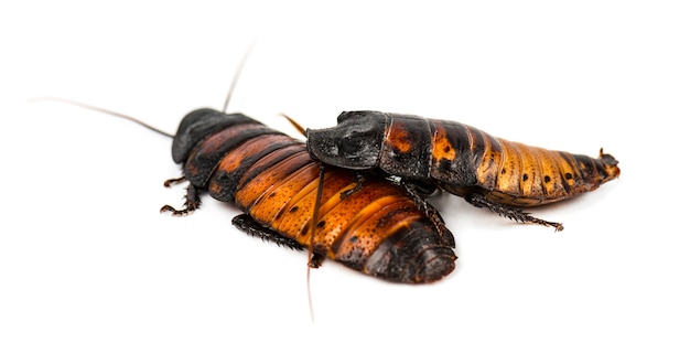 Photo madagascar cockroach isolated on white