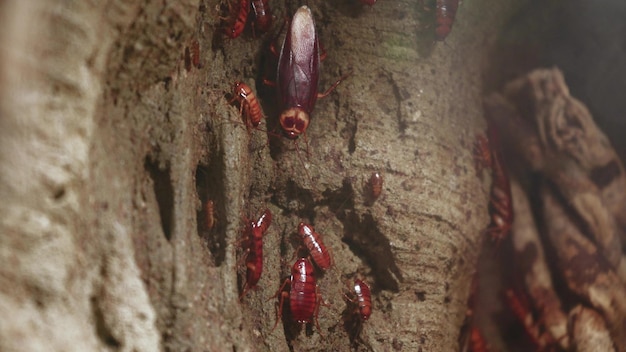 Madagascar cockroaches in a zoo aquarium The biggest cockroach in the world Macro shot of large tropical cockroach in a terrarium Hissing cockroaches High quality 4k footage