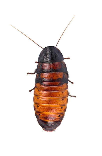 Photo madagascar hissing cockroach isolated. gromphadorhina portentosa