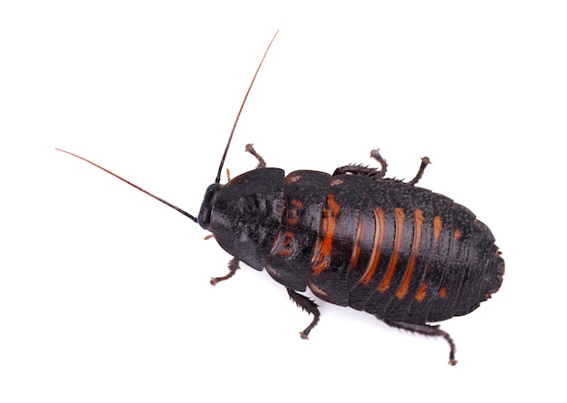 Photo madagascar hissing cockroach isolated on white background gromphadorhina portentosa