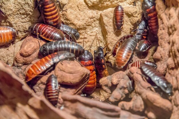 Foto scarafaggi sibilanti del madagascar