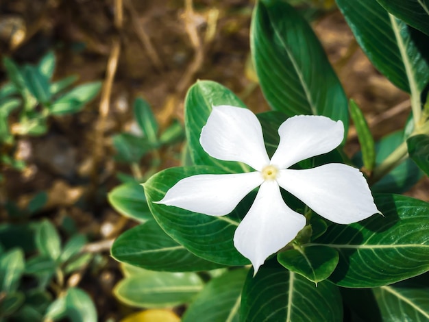 Madagascar maagdenpalm witte bloem bloeiend Het is een plant die extracten gebruikt om kankermedicijnen te maken