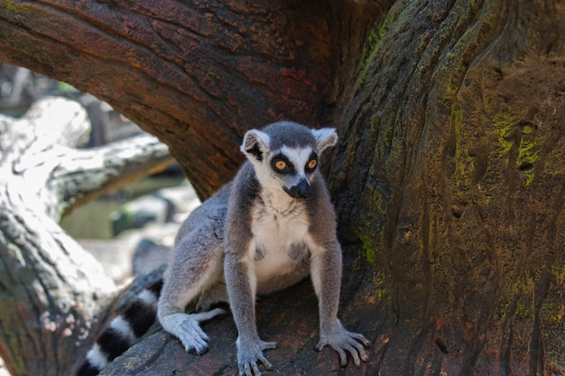 Madagascar maki met gele ogen close-up.