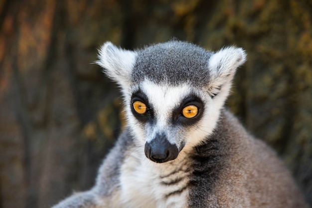 Madagascar maki met gele ogen close-up.