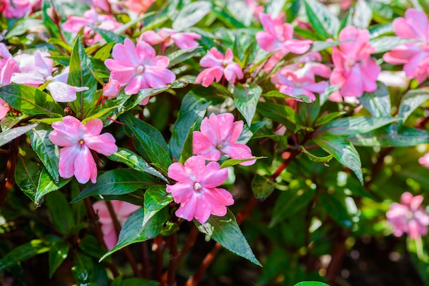 Madagascar periwinkle, Madagascar periwinkle