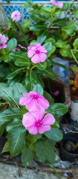 Madagascar Periwinkle Plant background of Madagascar Periwinkle Plant taken from a closeup angle