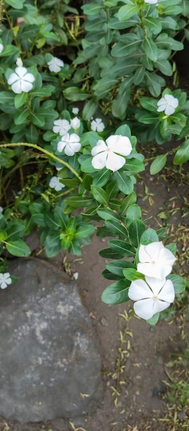 Madagascar Periwinkle Plant taken from a closeup angle and close range