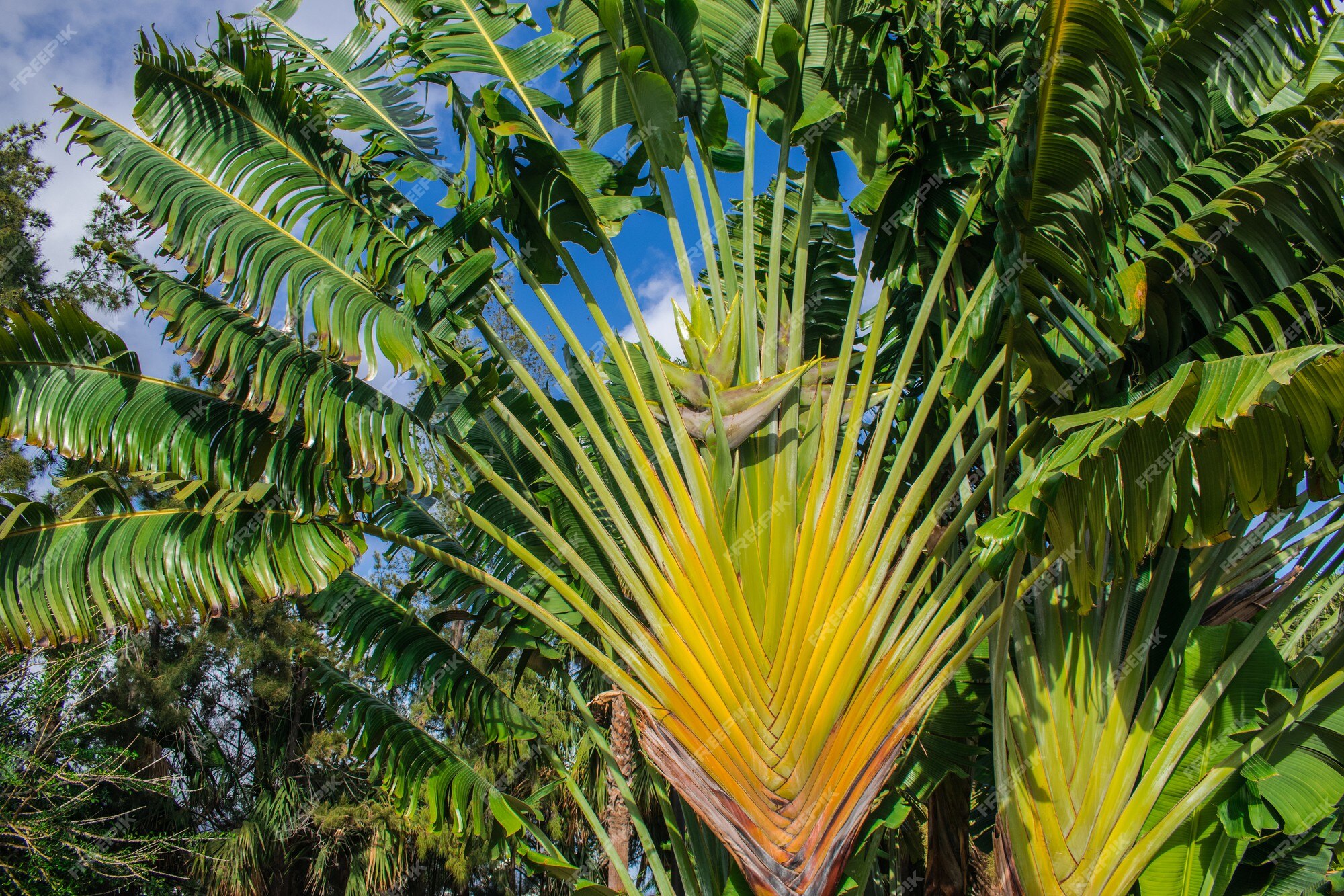 Population of Ravenala madagascariensis called « Ravenala forest ».