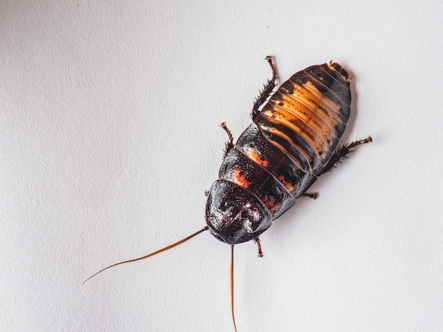 Madagaskar kakkerlak op een witte achtergrond close-up, een insect voor het fokken in huiselijke omstandigheden