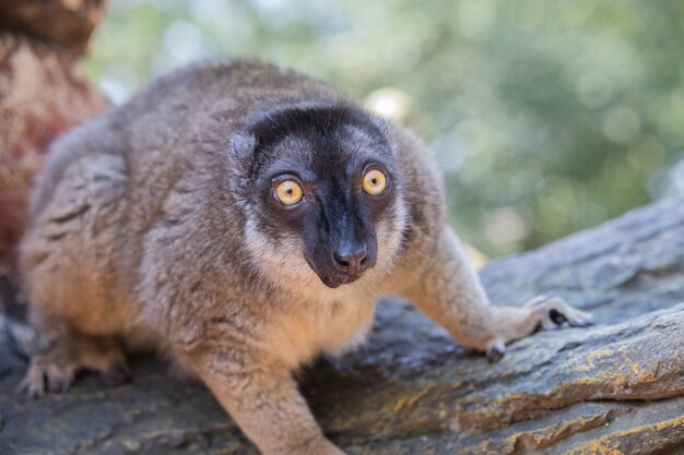 Madagaskar zwarte en bruine lemuren close-up op een boom. Hoge kwaliteit foto