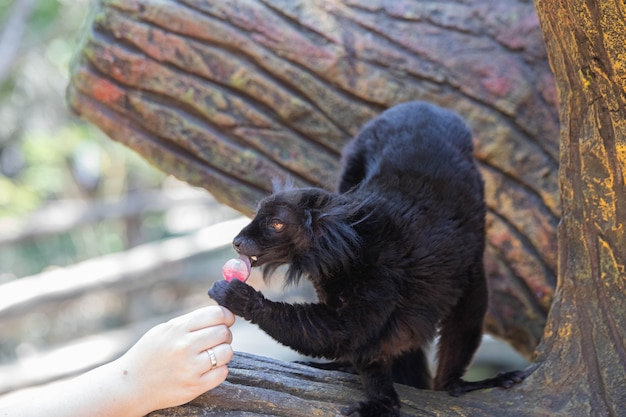 Foto madagaskar zwarte maki die lolly eet close-up.