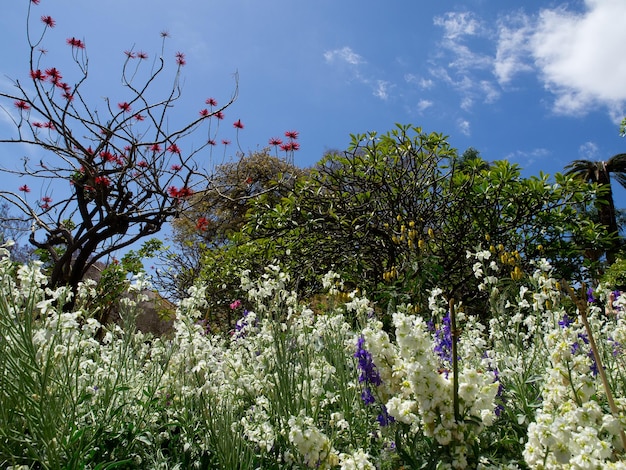 Madeira island